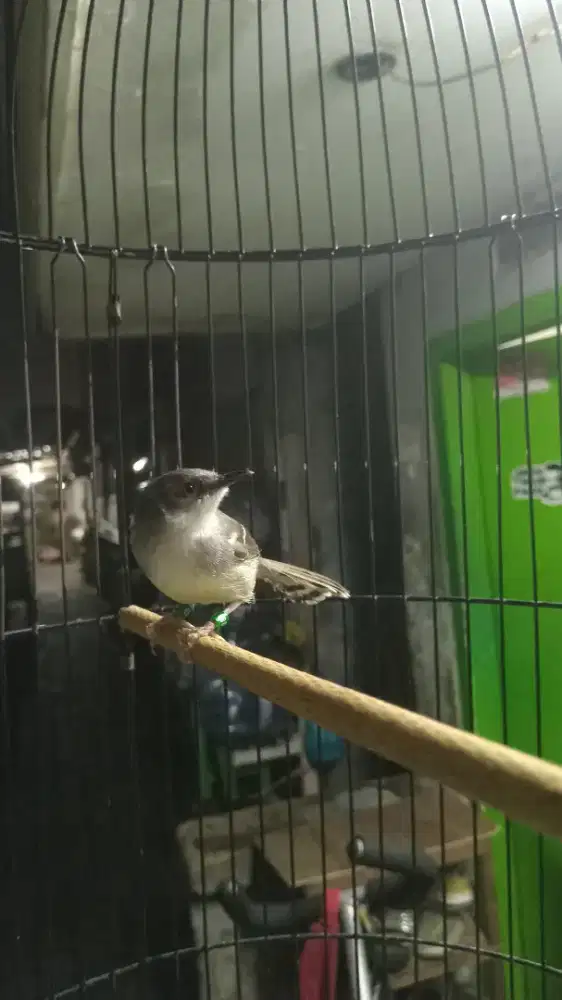 Prenjak putih mutasian