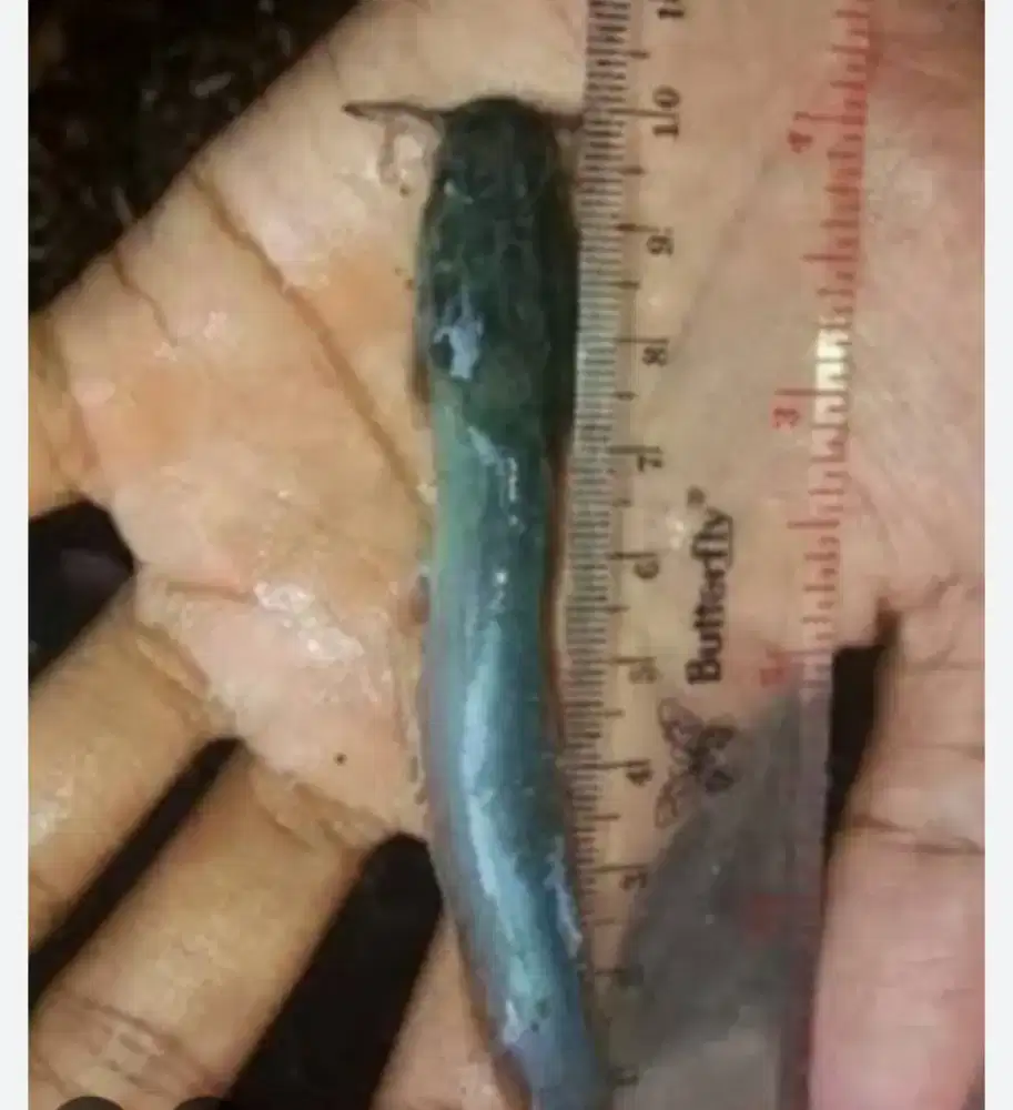 Ikan lele ukuran 9 10 cm