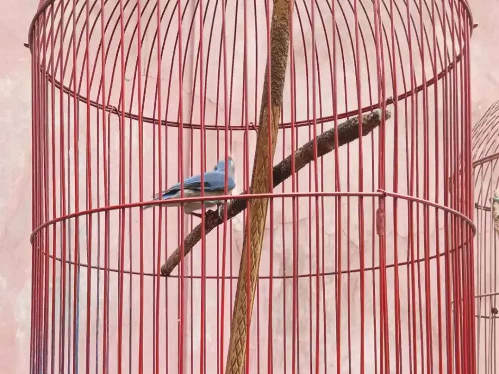 Burung rambatan paruh merah