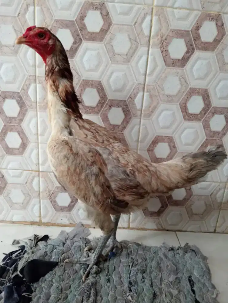 Ayam betina Mangon badan ideal