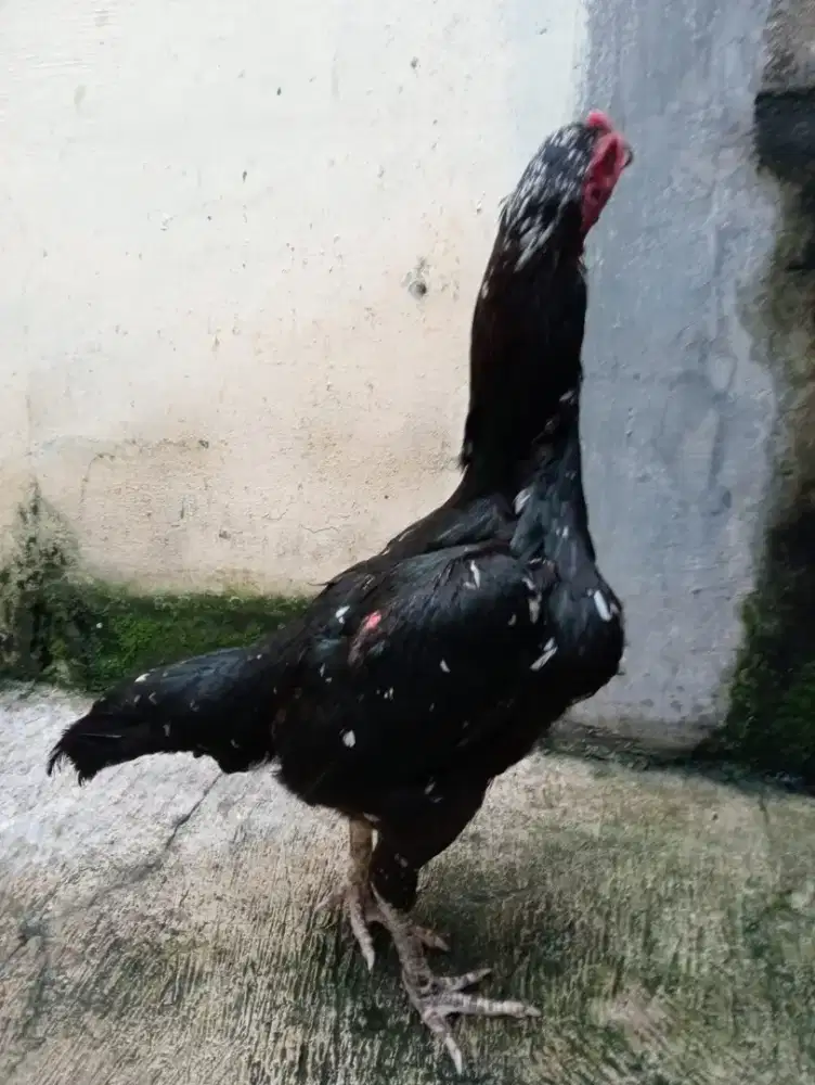 Ayam betina Bangkok klasik pukul sakit