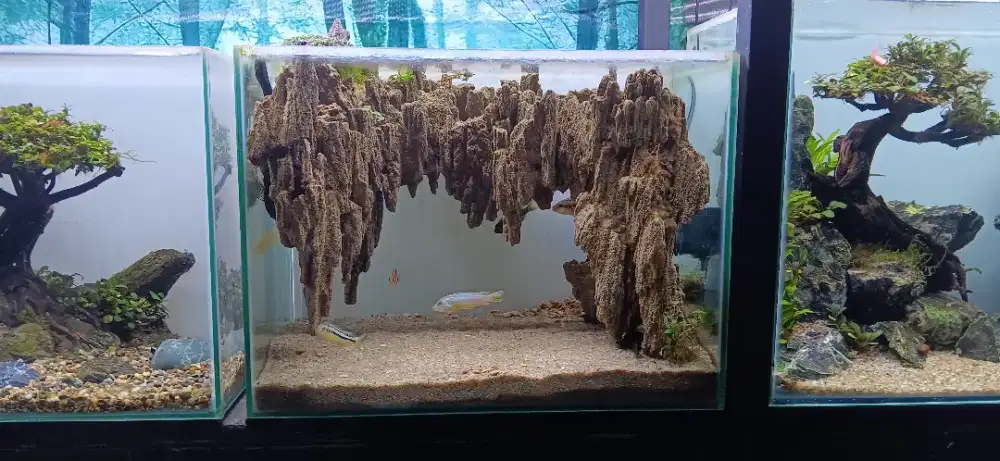 Akuarium aquascape tema avatar