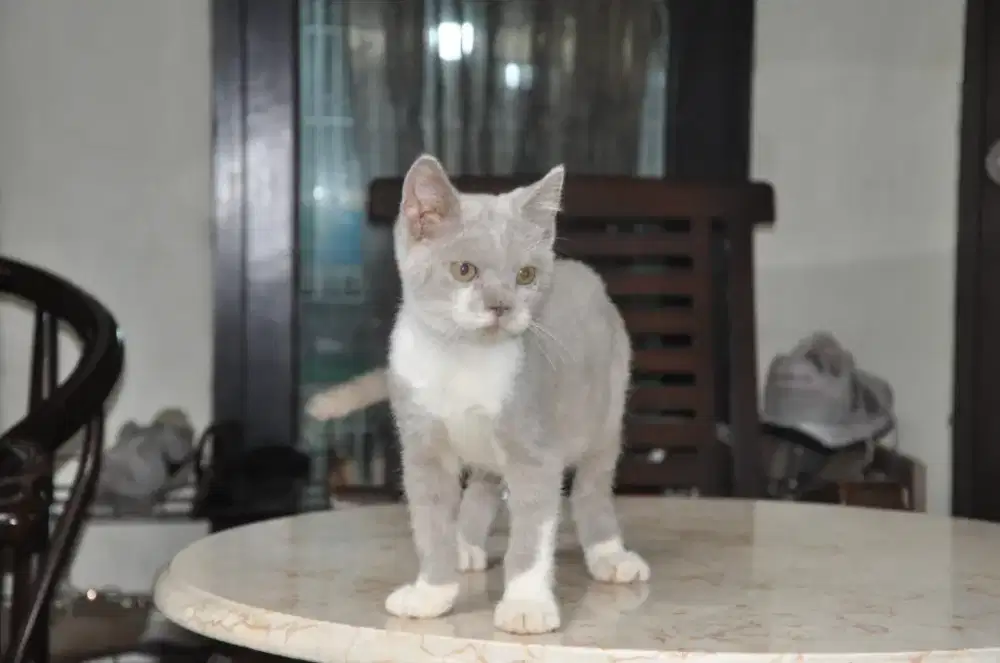 Bsh lilac bico jantan 3 bln