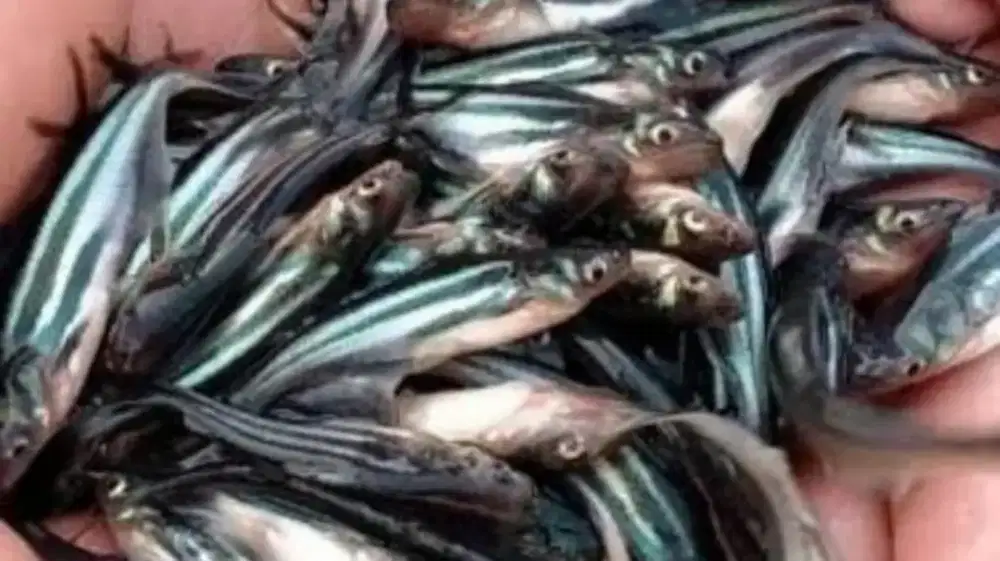 Ikan patin hitam 6 7 cm