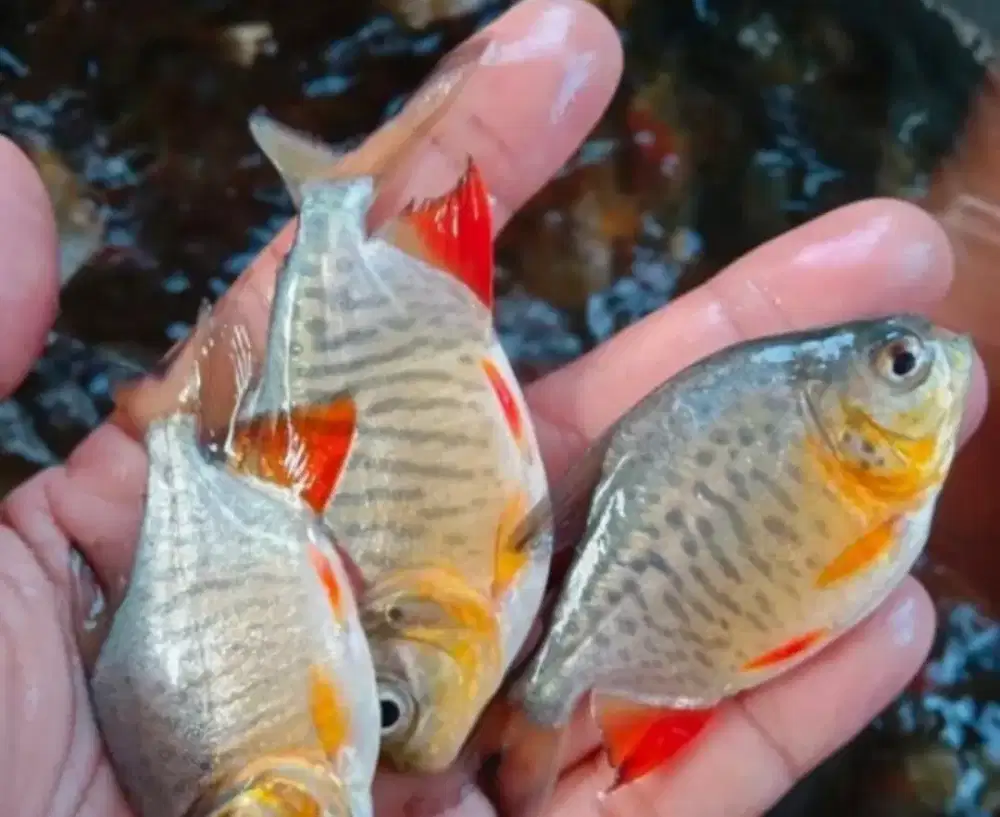 Bibit ikan bawal ukuran nyilet