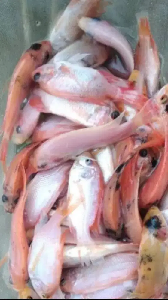 Ikan nila merah ukuran nyilet