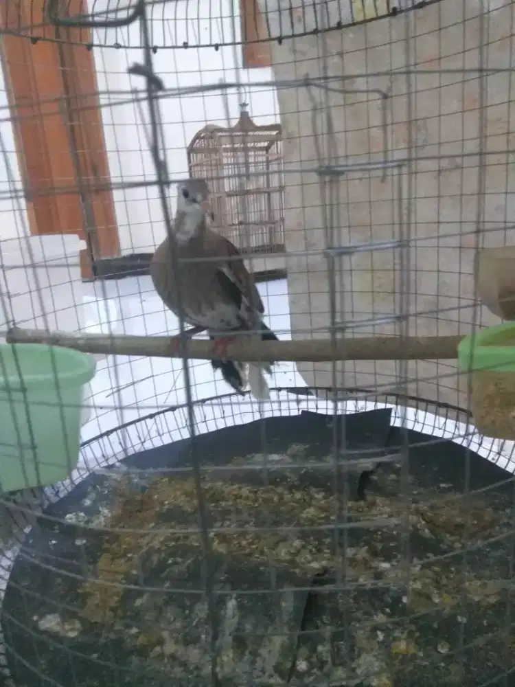 Tekukur Blorok Kuk 2 Jantan