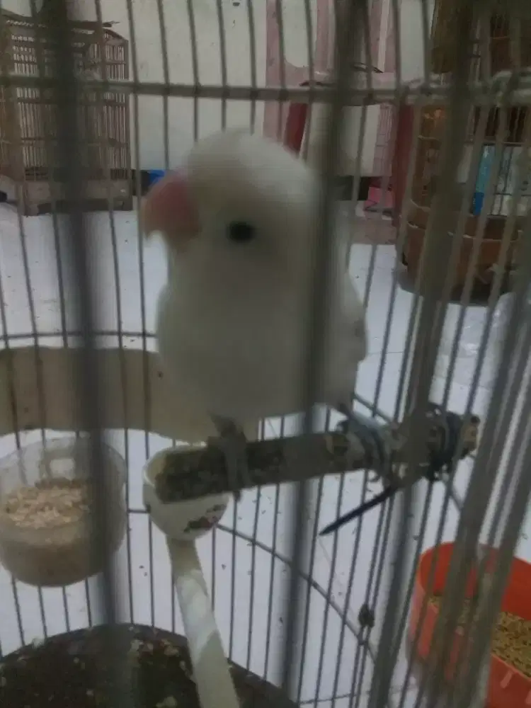 Burung Love Bird/ Lakbet Warna Putih Polos Jantan