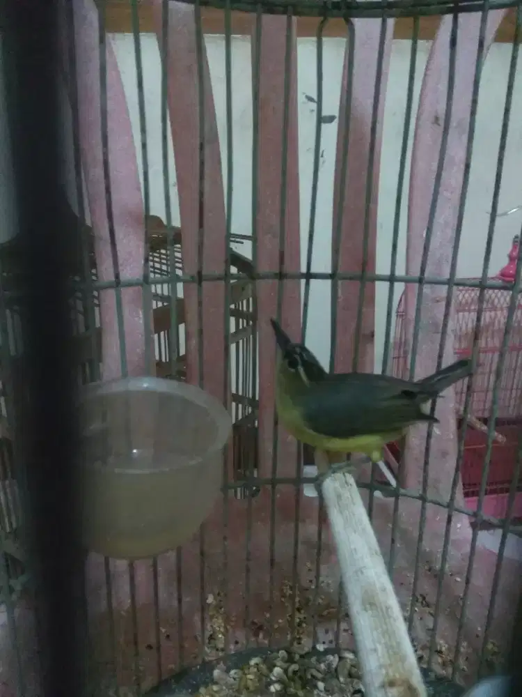 Burung Opiyor Jambul, Jantan