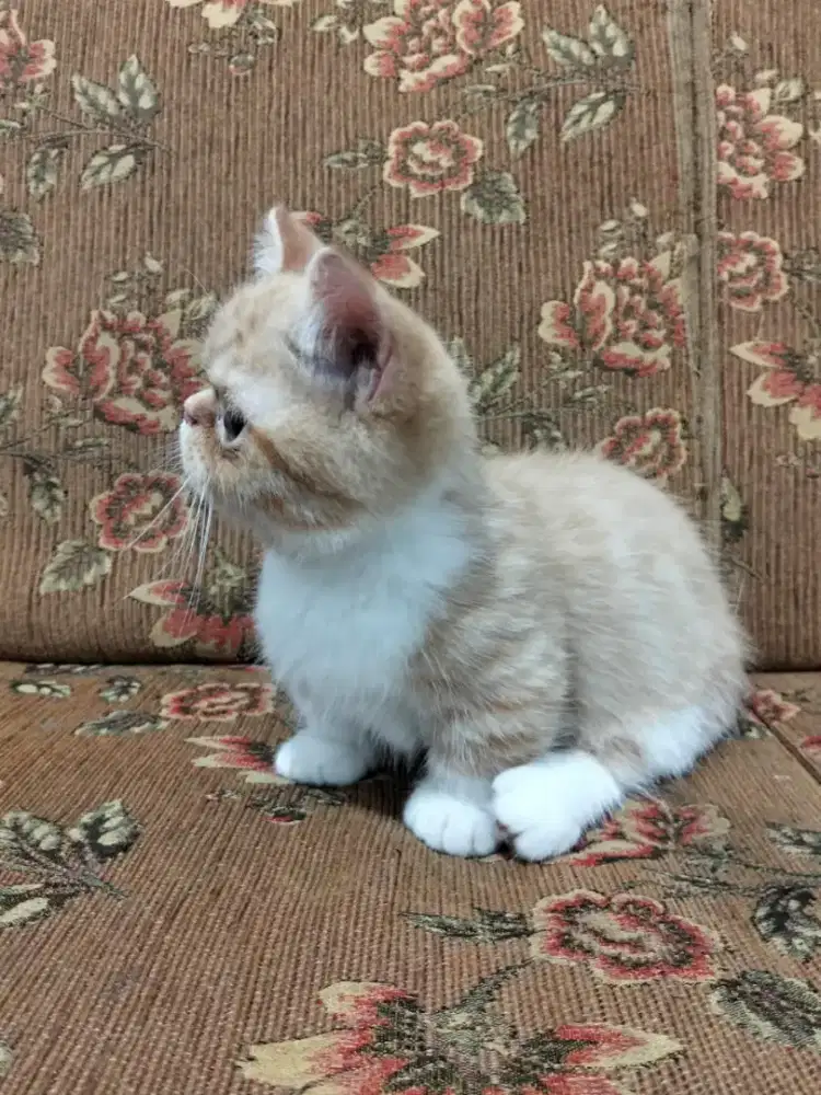 kucing munchkin peak