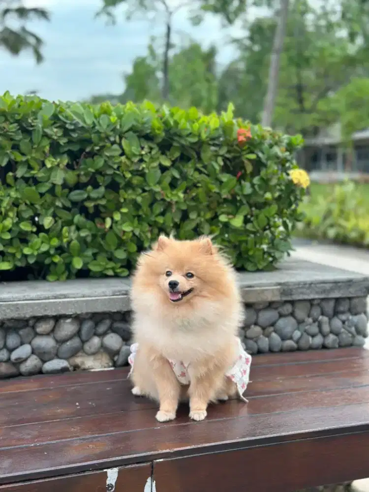 Mini pom Betina Female