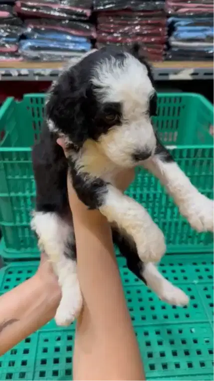 Good Quality GIANT Poodle Female & Male