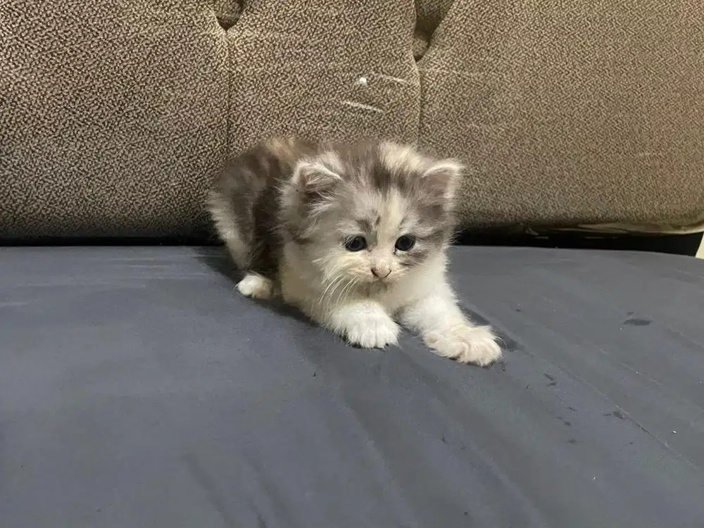 Kucing kitten bsh mix persia calico betina