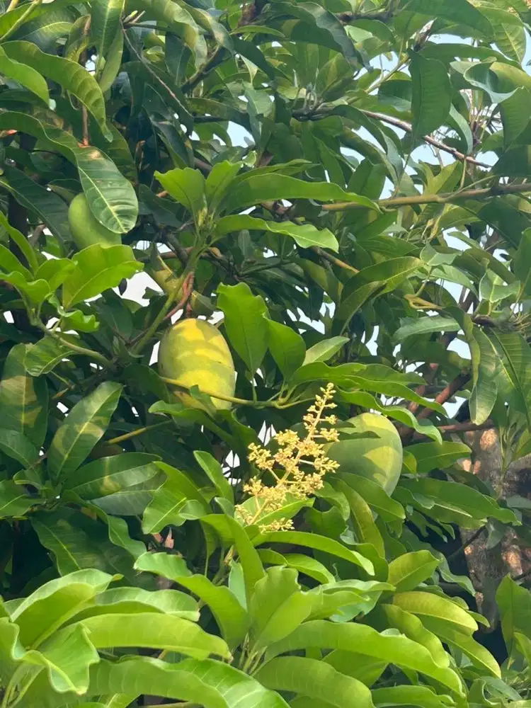 Dicari Pengasuh anak dan beberes rumah