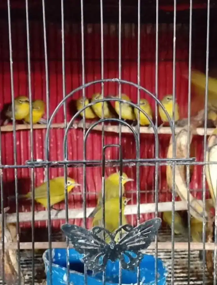 Pleci dakun Sulawesi