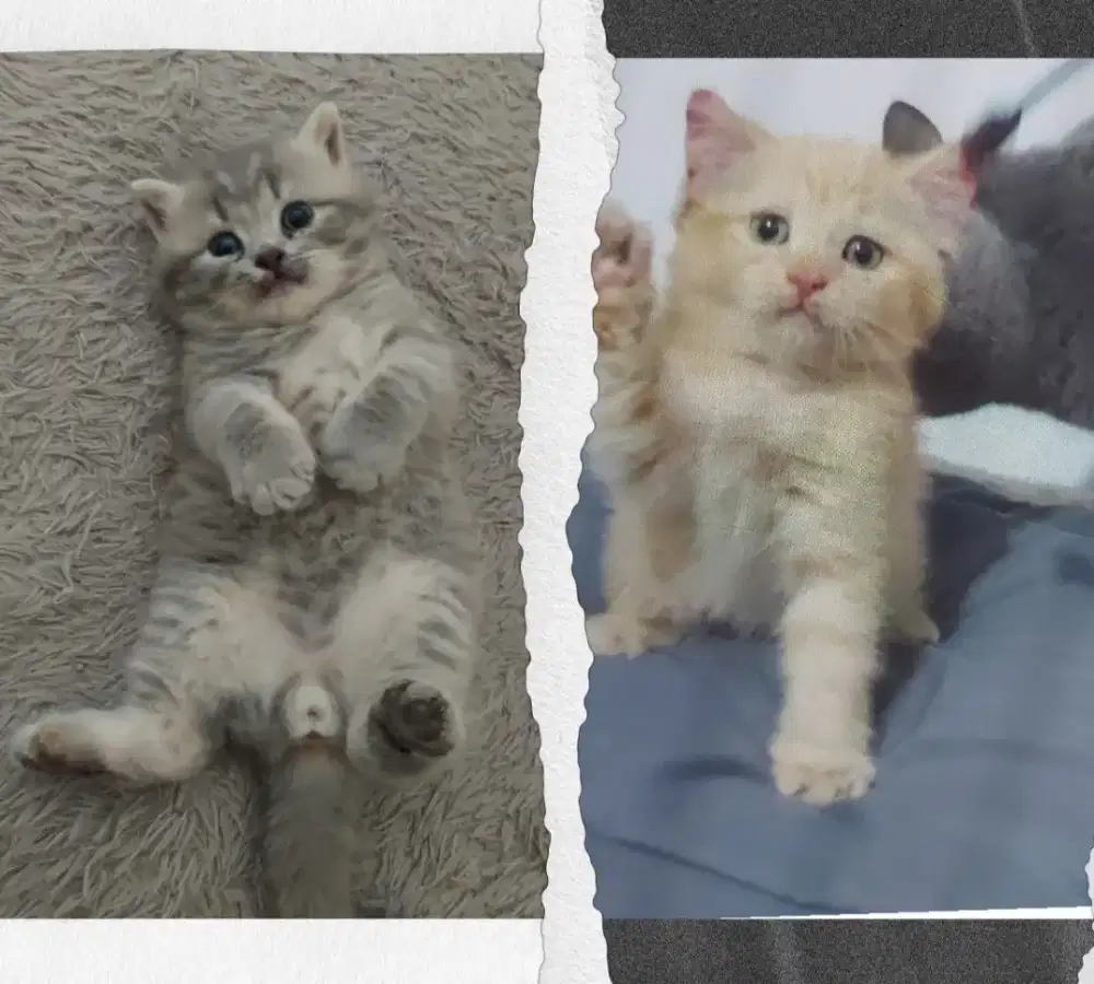 Sepasang BSH Blue Tabby dan Red Line Ped