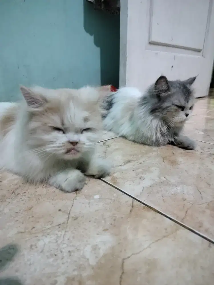 Kucing peknos betina