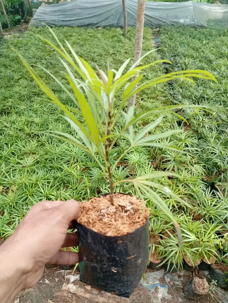 Tanaman Aralia/Ararea
