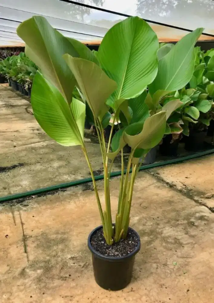 Tanaman Pisang Calathea