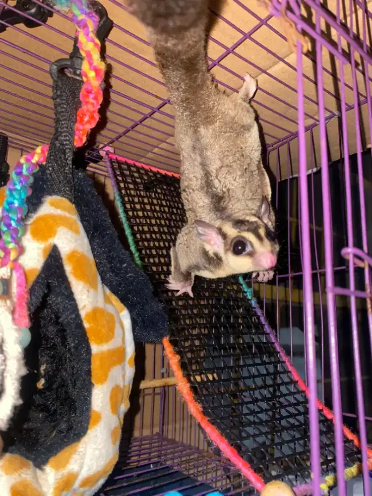SUGAR GLIDER JANTANT
