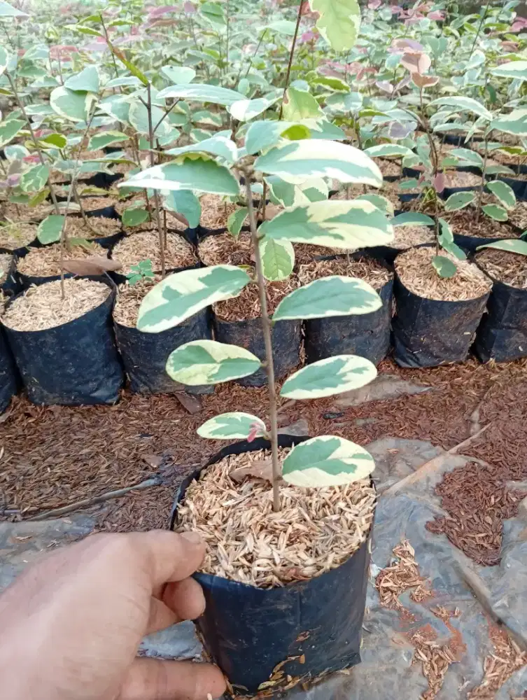 Tanaman Semak Prerty Pink / Ratiping