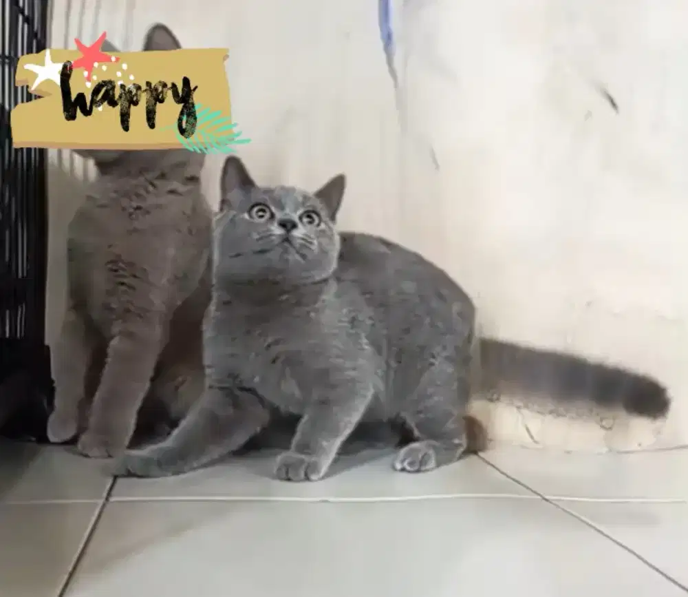 BSH Blue Solid Jantan Non Ped