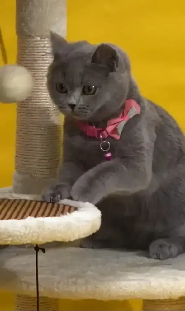 BSH Blue Solid Female Line Import Good Anatomi