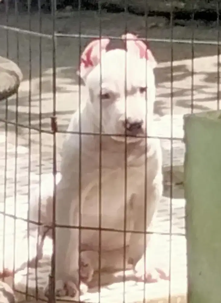 Dogo argentino ..