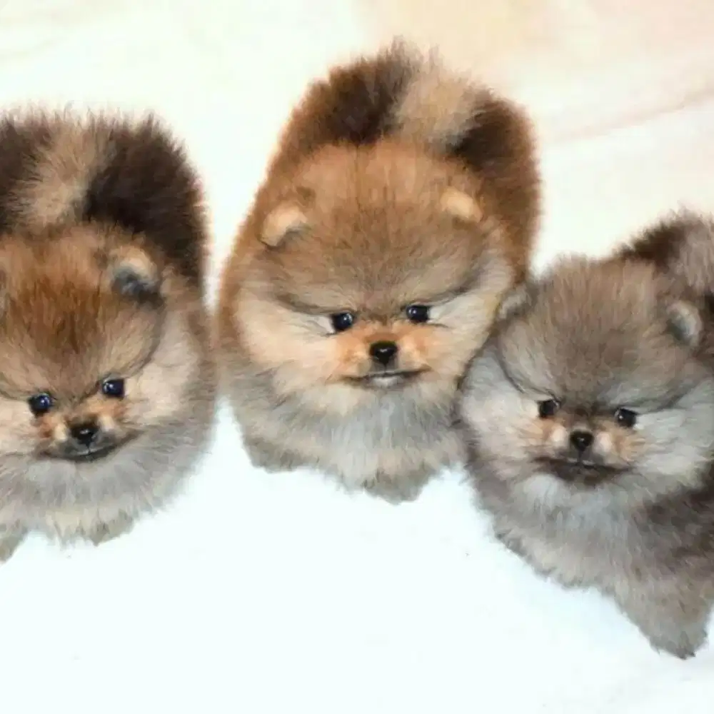 DIJUAL PUPPY ANJING MINIPOM