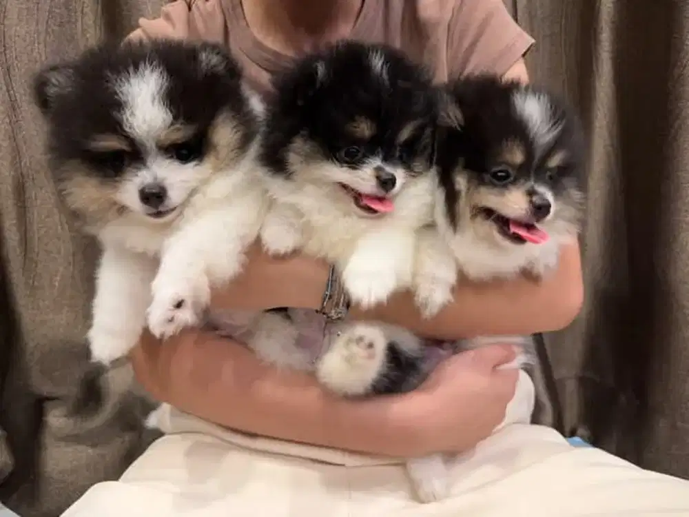 DIJUAL PUPPY ANJING MINIPOM