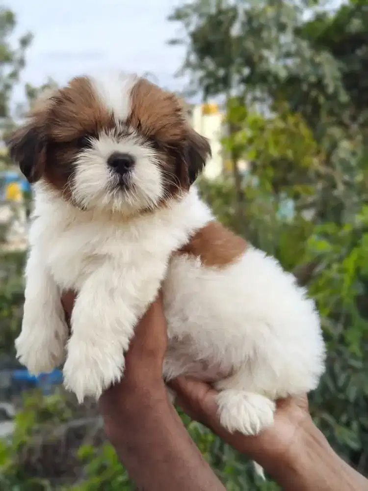 DIJUAL PUPPY ANJING SHITZU