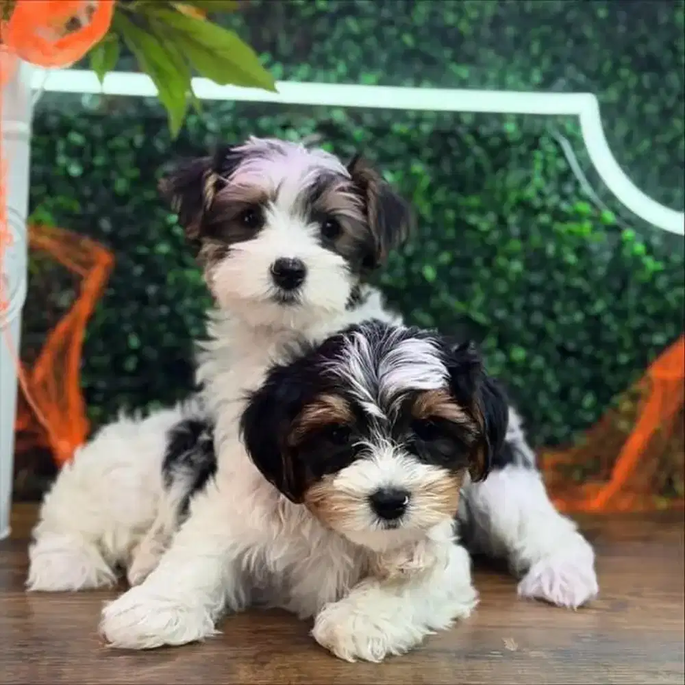 DIJUAL PUPPY ANJING MALTESE MIX POODLE