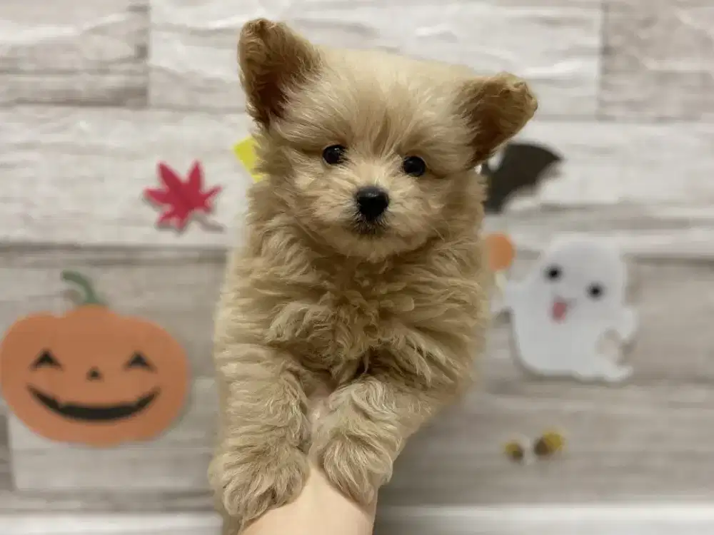 DIJUAL PUPPY MINIPOM MIX POODLE