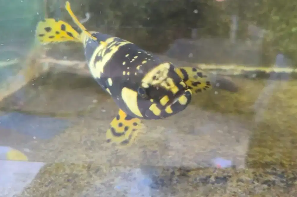 Ikan kerapu BBG air tawar