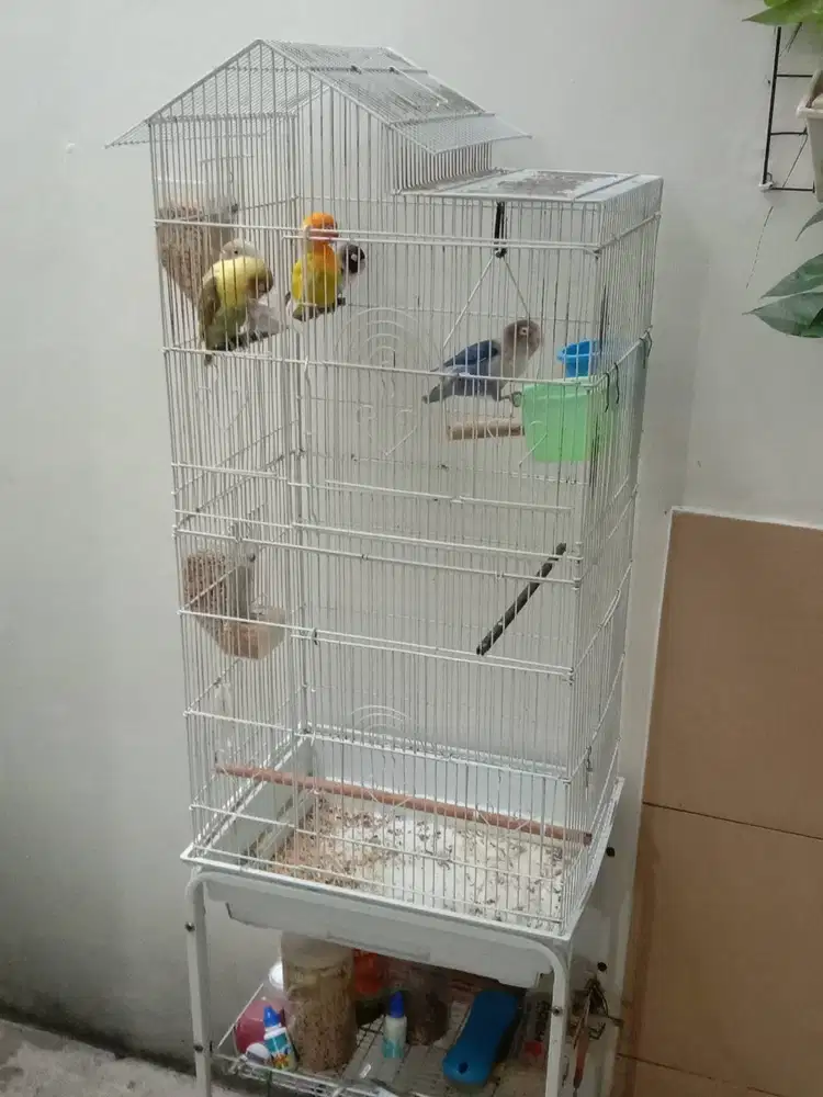 Love Bird 5 ekor plus sangkar