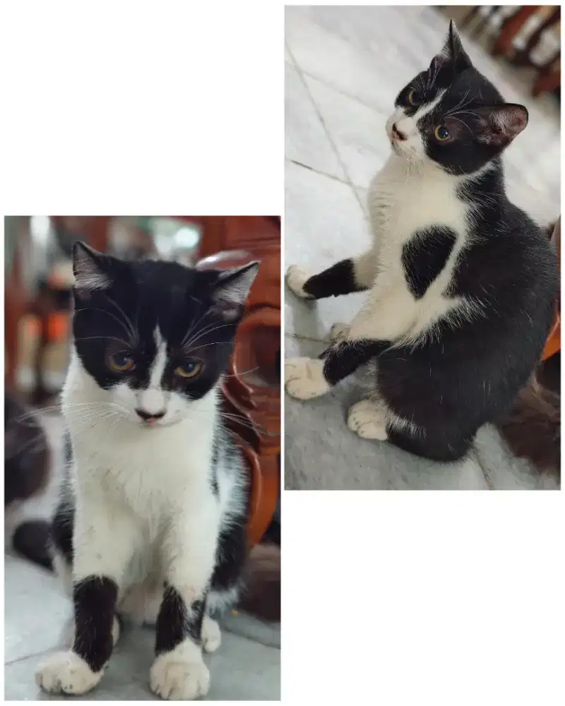 Free Adopt mixdome Jantan 7 bln