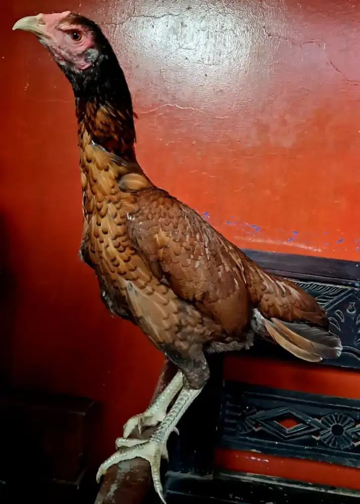 Ayam Bangkok Birma Betina