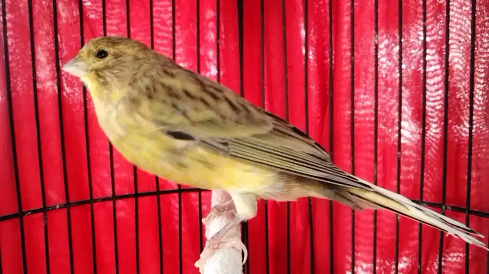 Kenari afs rasa F1 gacor