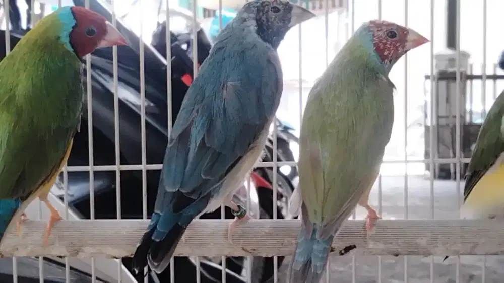 Gould Amadine sepasang siapa biru betina X hijau jantan