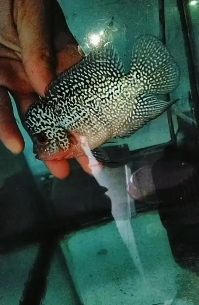 Louhan cilnong crosshead