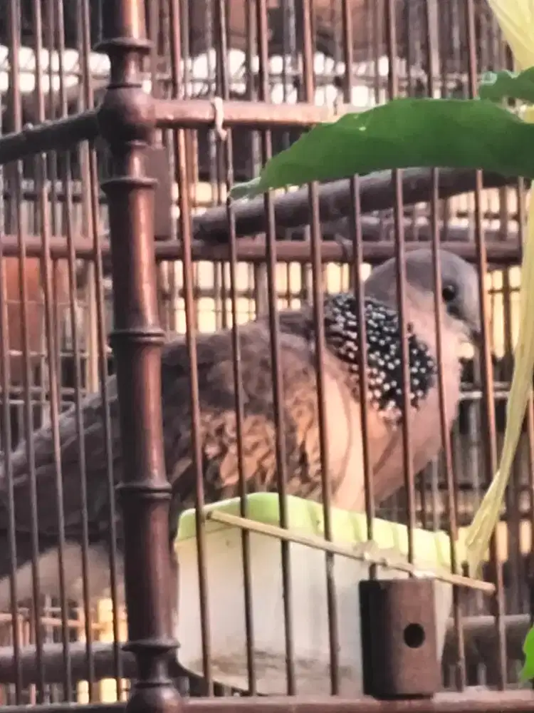 BURUNG TEKUKUR KUKU1