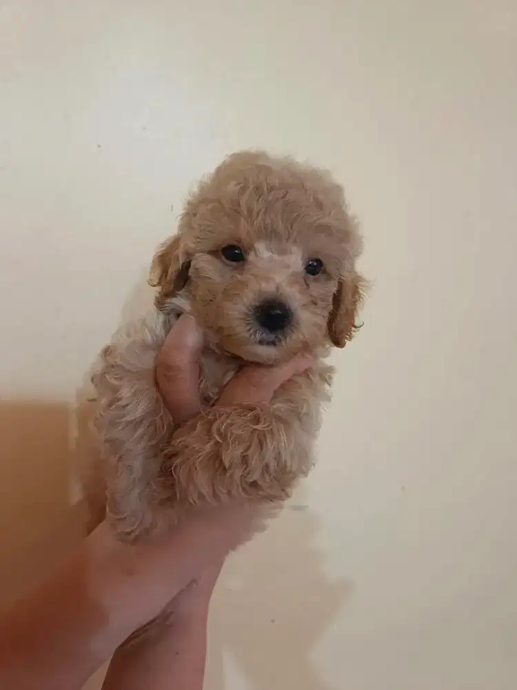 di jual anakan poodle