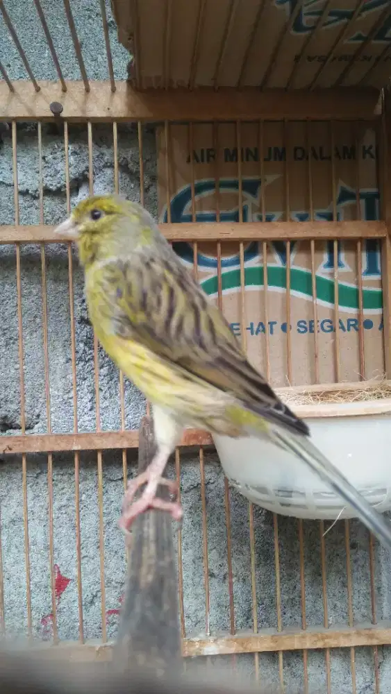 Kenari betina siapan