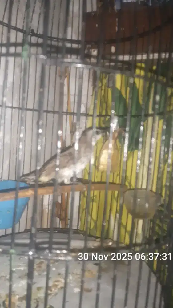 Burung trucukan rajin bunyi fs