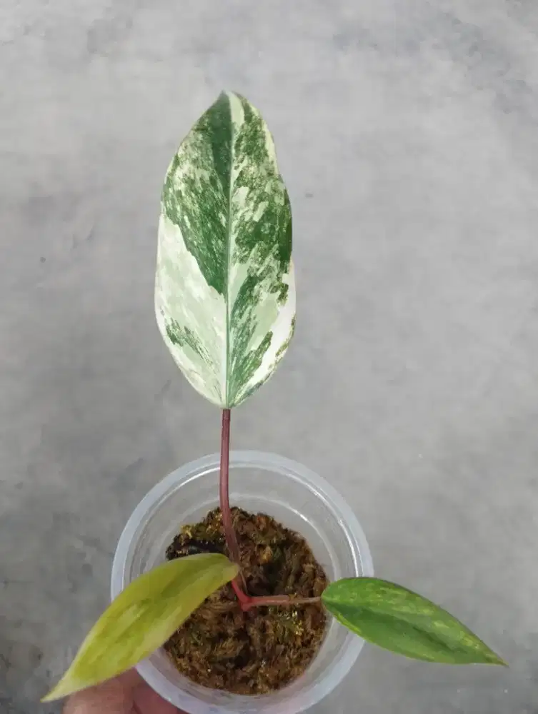 Tanaman hias philodendron strawberry shake