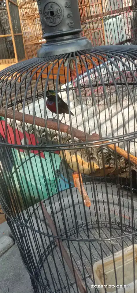 Konin Gacor Masteran