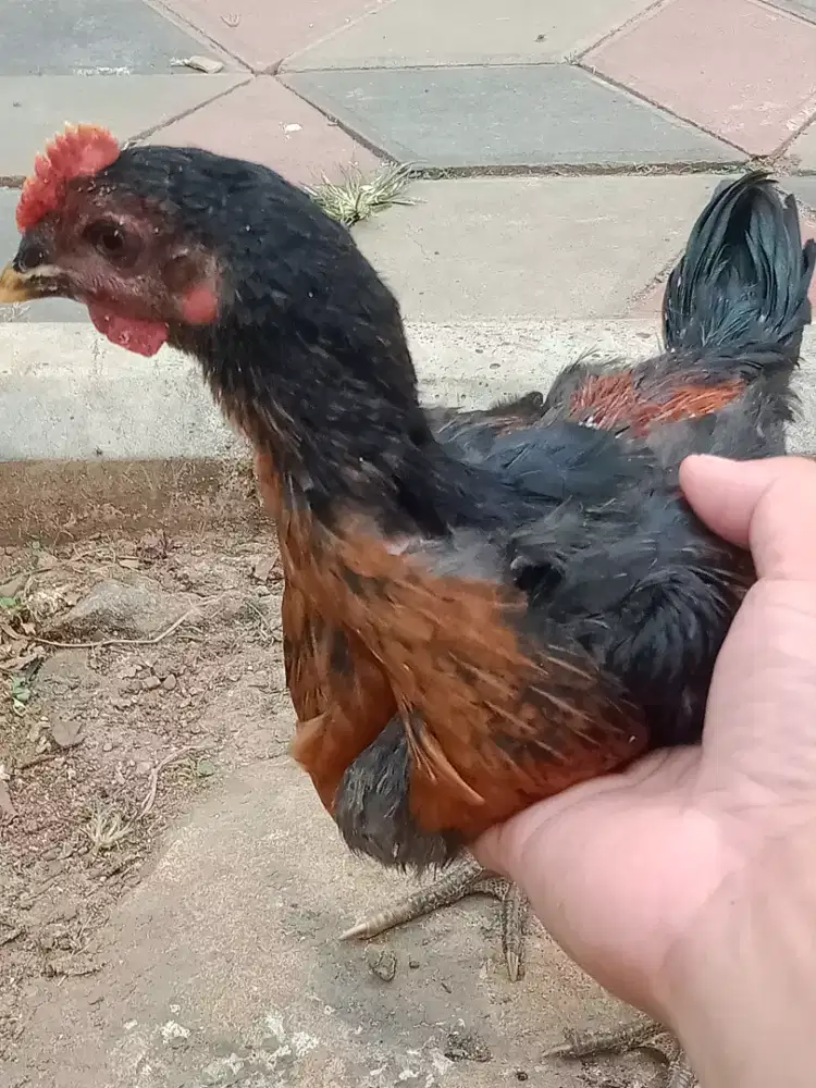 Anak ayam pelung umur -+ 2 bulan