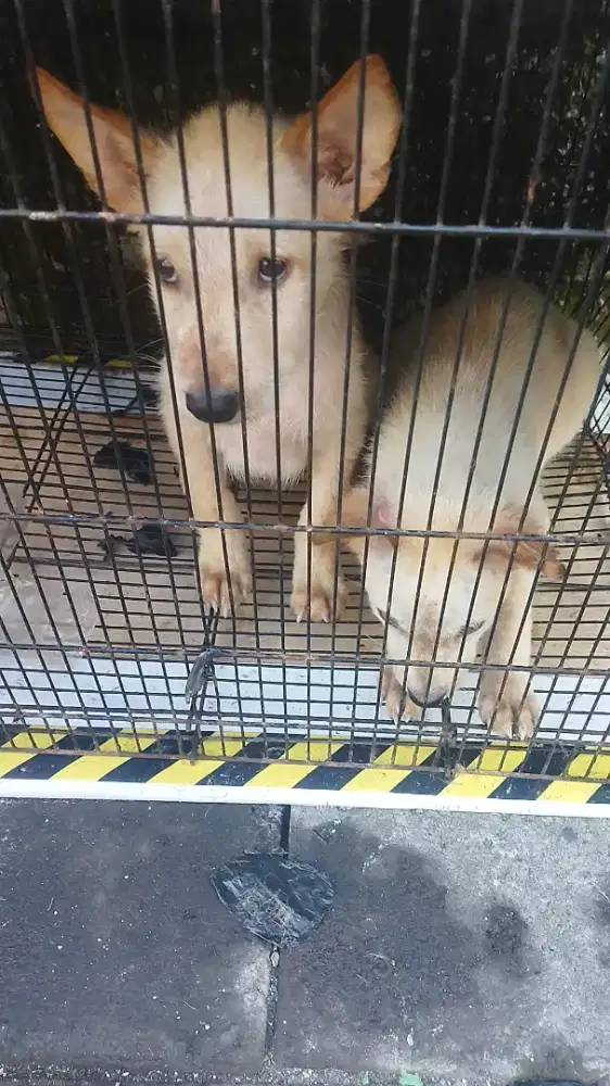 Anjing anakan kembar lucu