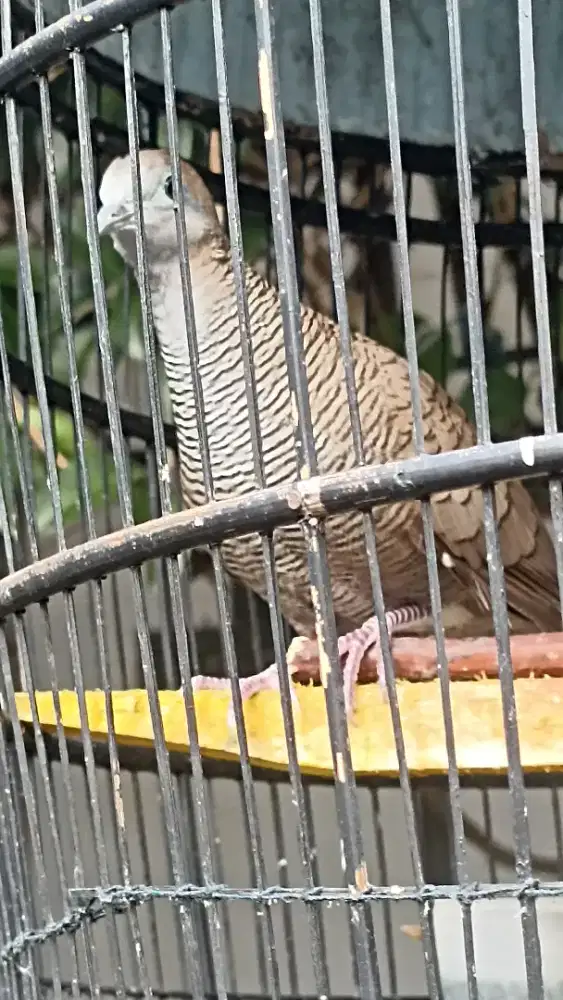 Perkutut cemani Mojopahit manggung durasi panjang