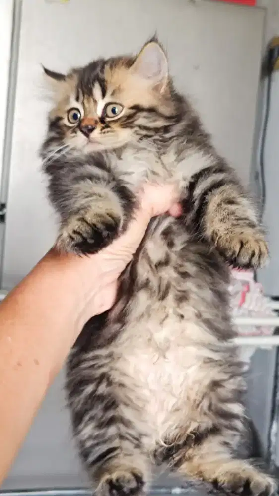Kitten Persia Jantan umur 2 bulan
